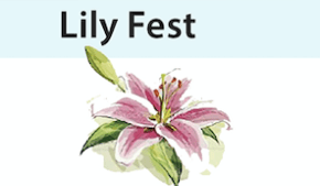Lily Fest image