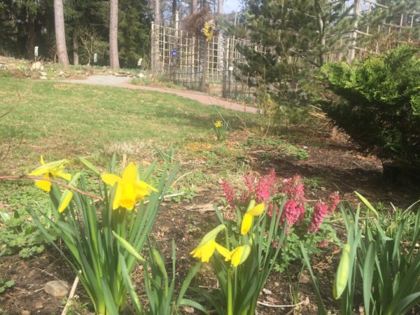 Early Bulbs, Ornamental Tree & Shrub Garden