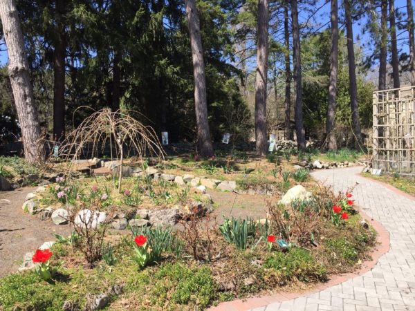 Early Red Tulips in Bloom