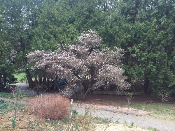 Magnolia Tree, Home Access Trail