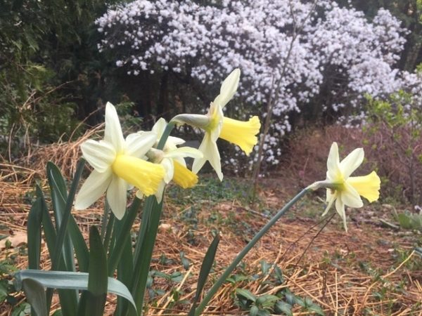 Daffodils and Magnolia