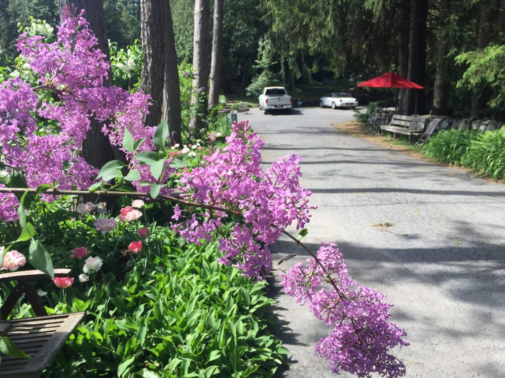 'Lilac Sunday' Lilac Variety, is 1 of 43 wheelchair-accessible lilacs!