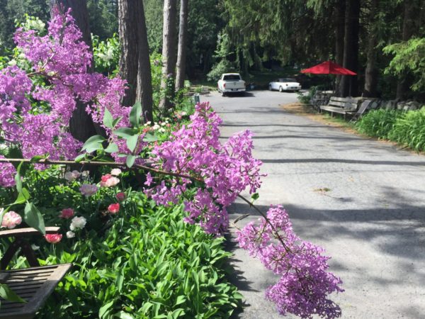 'Lilac Sunday' Lilac Variety, is 1 of 43 wheelchair-accessible lilacs!