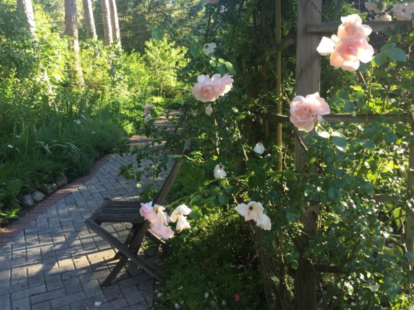 New Dawn Rose, At Dawn, Wheelchair-Accessible Trail