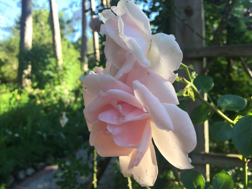 New Dawn Rose, At Dawn