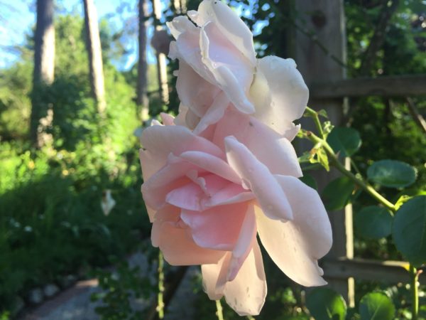 New Dawn Rose, At Dawn