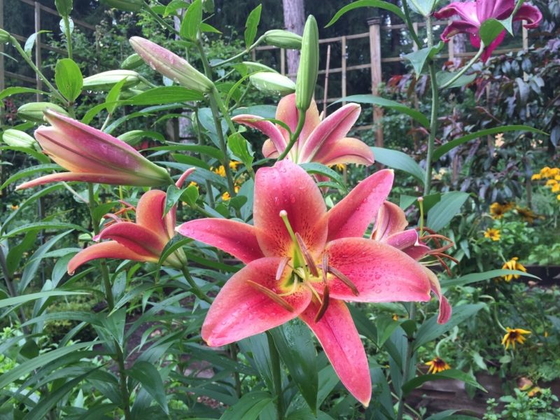 Oriental Mix, Kitchen Garden
