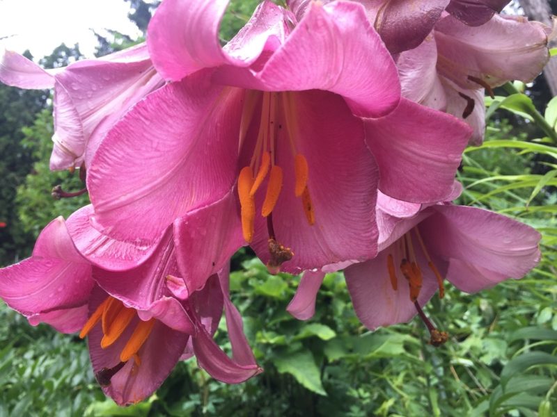 Chinese Trumpet 'Pink Perfection'
