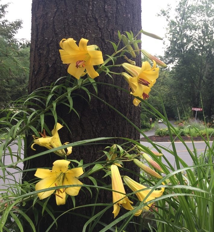 Chinese Trumpet 'Golden Splendor'