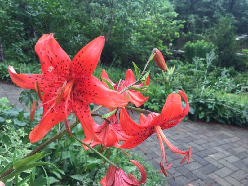 Asiatic Hybrid Lily, Cut Flowers