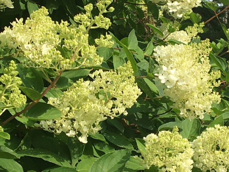 Hydrangea Tree
