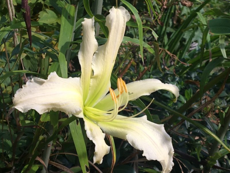 Day Lily: Angel Ice