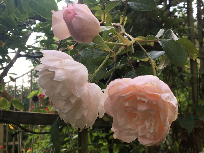 Accessible Rose: Generous Gardener