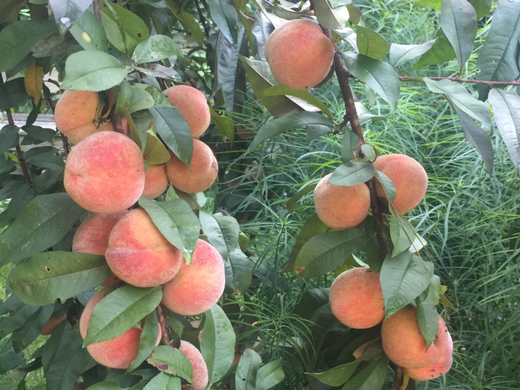 Peaches: Japanese White
