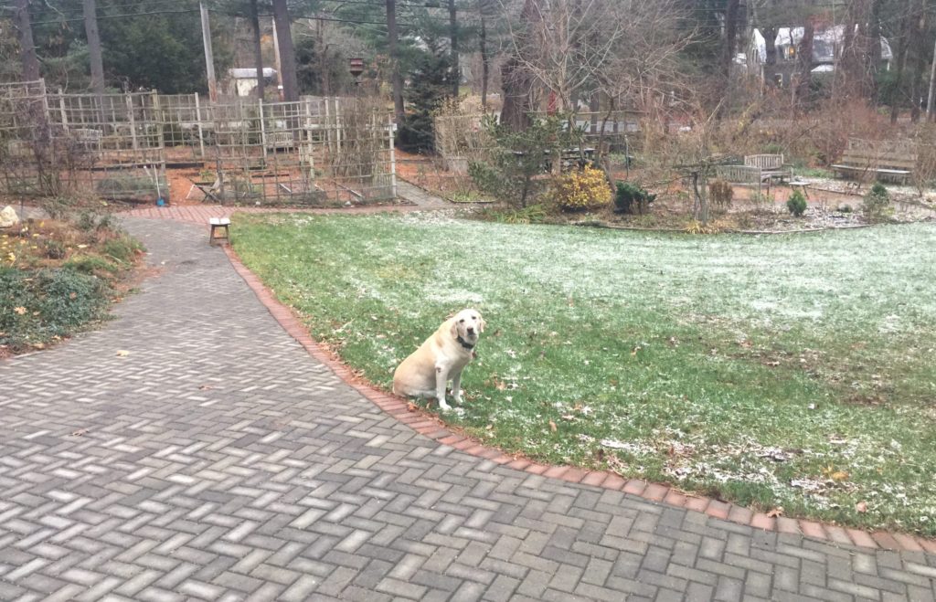 First Sticky Snow, 11-27-21