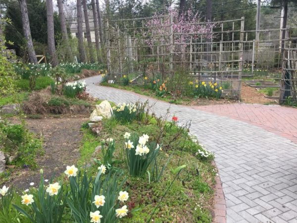 Bulb Parade, Front Loop Accessible Trail, 4/26/22