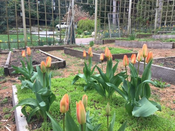 "Emperor Orange" Tulip, 4/26/22