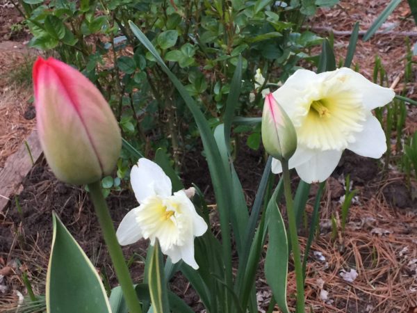 "Silver Stream" Tulip, and "Ice Follies" Narcissus, 4/26/22