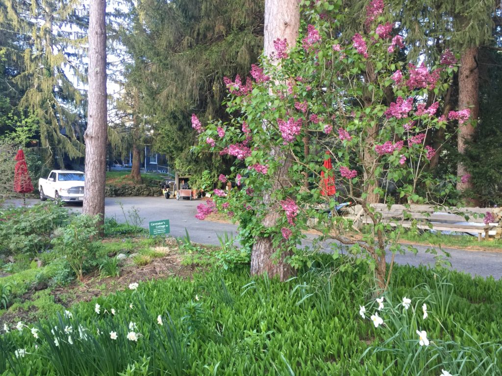 Maiden's Blush, Cut Flower Garden