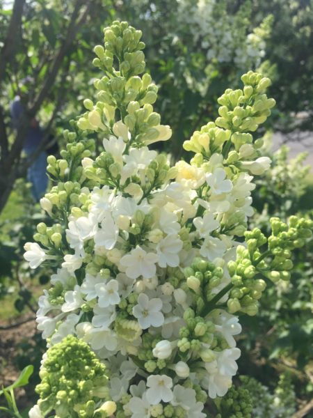 "Rochester" Lilac Cultivar