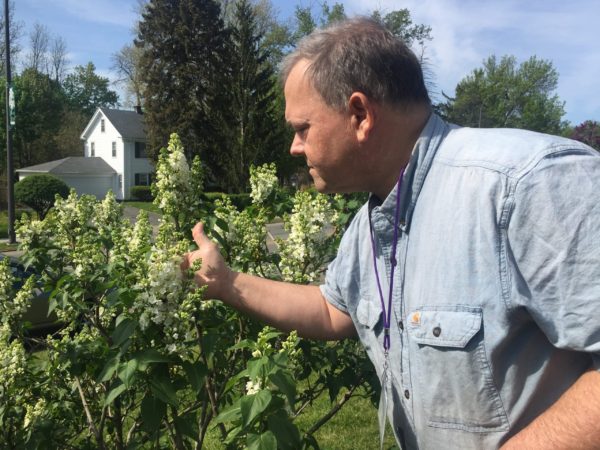 Karl Counts Petals: "Rochester" Lilac