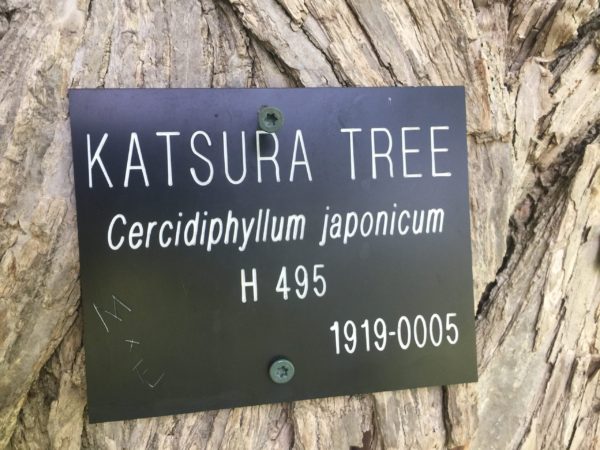 Katsura Tree Label at Highland Park