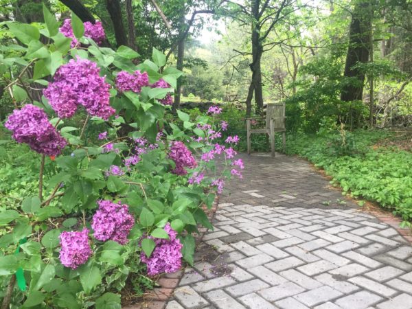 Accessible Lilac #15, 'Monge'