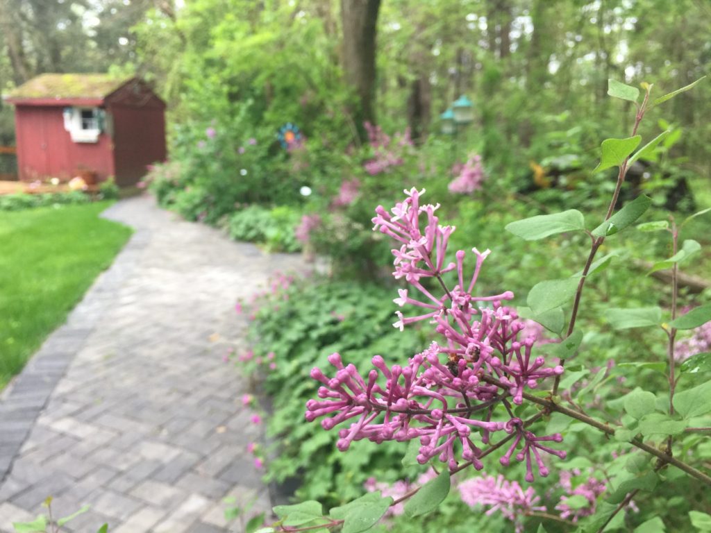 Bloomerang, Purple + Access Trail!