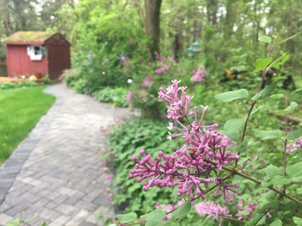 Bloomerang, Purple + Access Trail!
