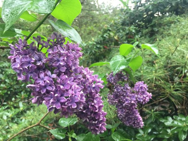Albert Holden, Lilac Cultivar