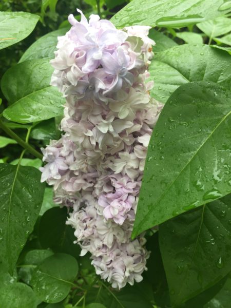 Nadhezda, Lilac Cultivar