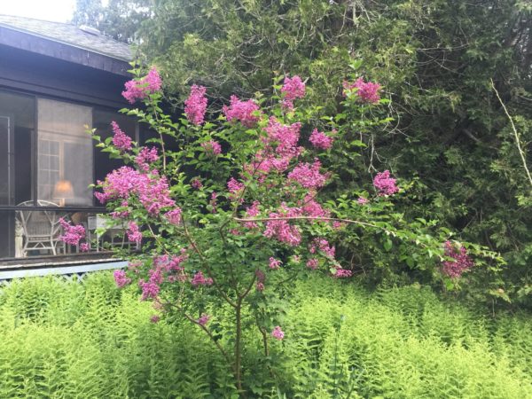 'George Eastman' Lilac, Upper East Lawn