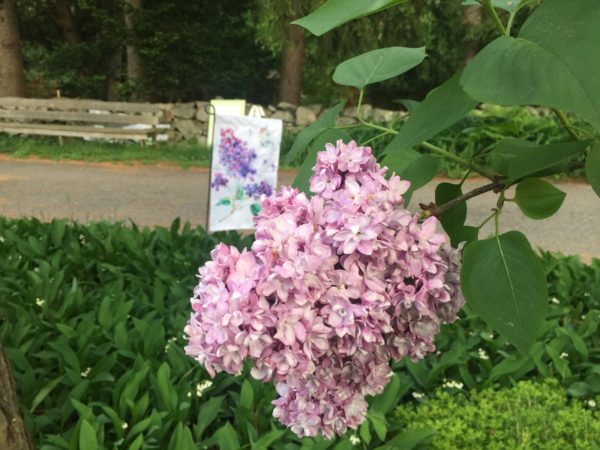 'Paul Thirion' Lilac, Planted 2017, #2 of 50 Accessible Lilacs