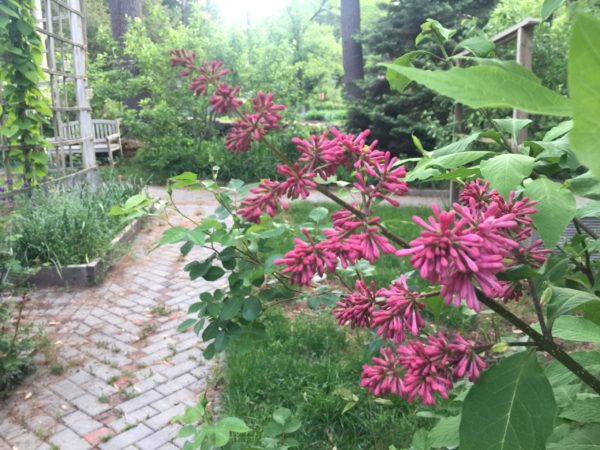 Miss Canada, Planted 2019, Plus Access!