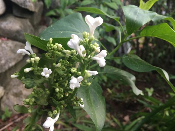 'Rochester' Lilac, Planted 2022, near Entrance