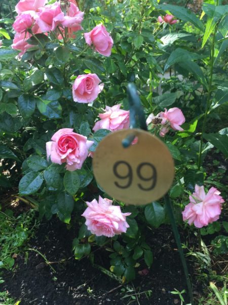 "Sexy Rexy" is 99 of 100 Wheelchair-Accessible Roses