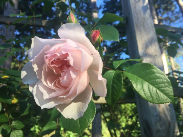 Accessible Rose: Generous Gardener, David Austin