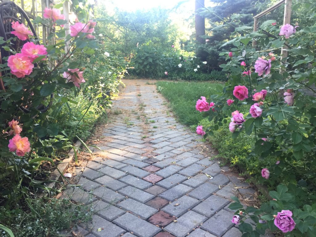 Accessible Roses, on Lightning Bolt Trail