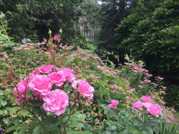 "Pinktopia" Rose Shrub