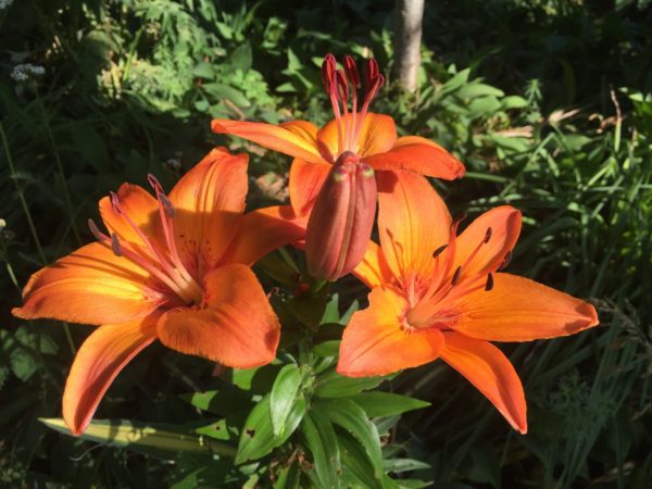 Asiatic Lily at the Orchard Ave.
