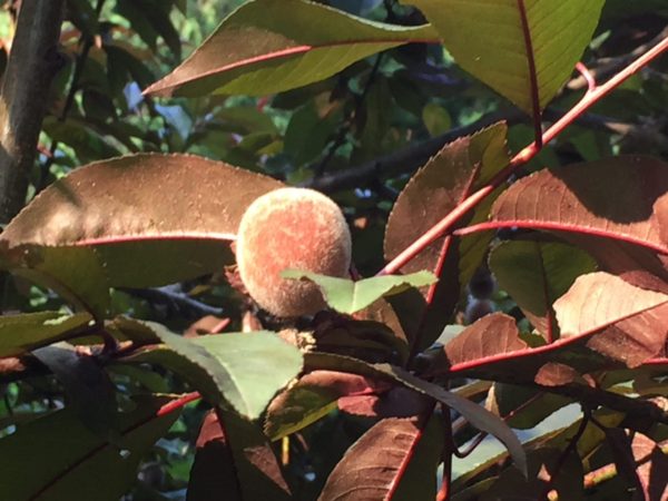 Japanese White Peach Matures in Ornamental Tree & Shrub Garden