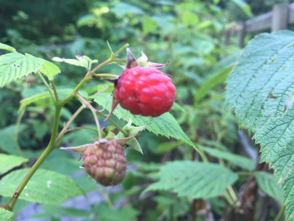 Raspberries Begin at Raspberry Patch