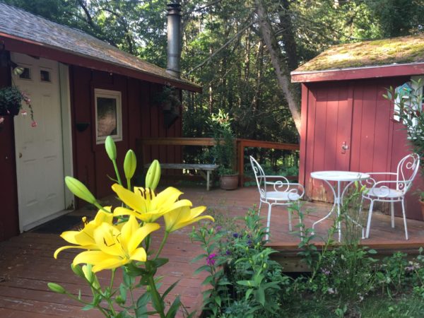 Yellow Asiatic Lily Blooms at the Cottage Garden
