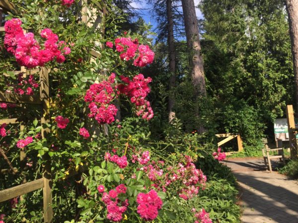 Roses Continue at Kitchen Trellis (Excelsa variety)