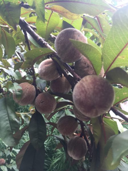 Japanese White Peach Tree