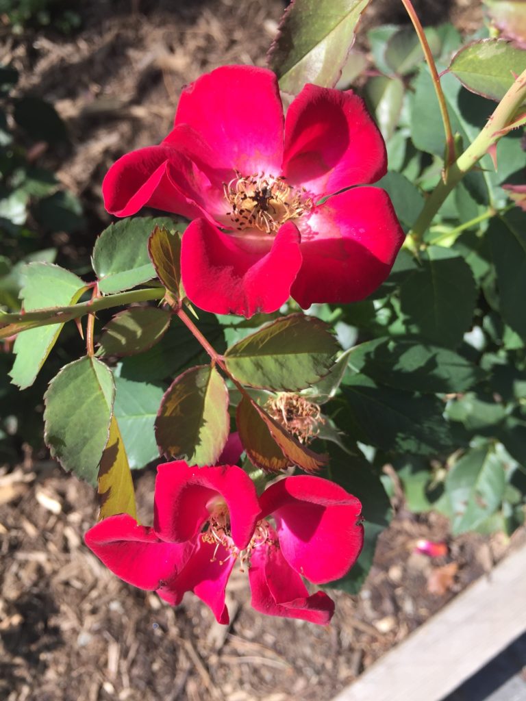 Single Petaled Red Rose