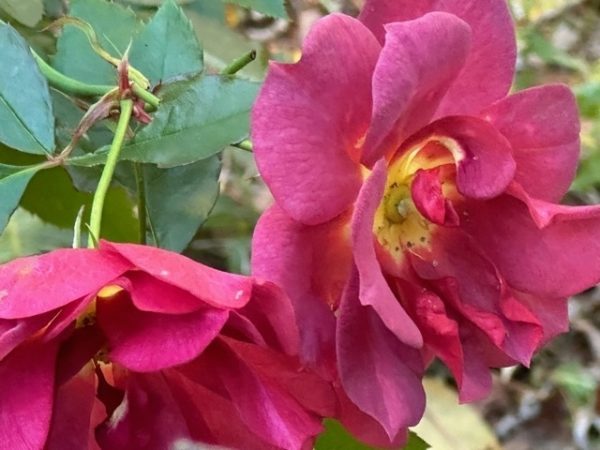 Rosa "Cinco de Mayo" 11/7/22