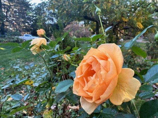 Rosa "Julia Child" 11/7/22
