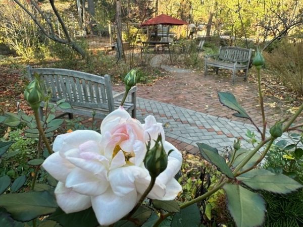 Rosa "Whipped Cream" 11/7/22