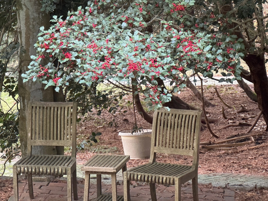 American Holly Tree with Red Berries at the Koi Pond Sitting Area
